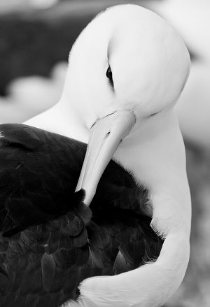 Black-browed albatross preening.jpg